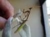 Empusa pennata